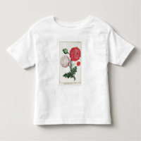 Nandous de Papaver somniferum et de pavot gravés