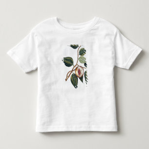 T-shirt Pour Les Tous Petits Noix de muscade, plat 7, de 'collection Precieuse