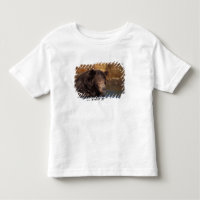 ours brun, Ursus arctos, grizzly, Ursus 5