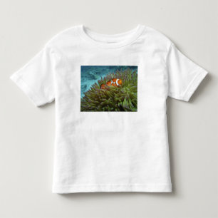 T-shirt Pour Les Tous Petits Poisson clown occidental (Amphiprion ocellaris)