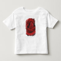 Rose rouge de floraison