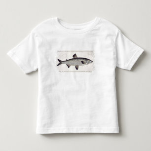 T-shirt Pour Les Tous Petits (Salmo Maraena) plat saumoné XXVII de 'Ichthyolo