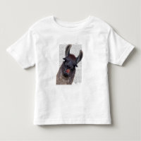 Silly Llama