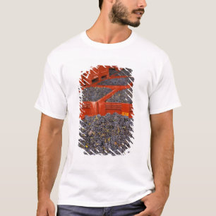 T-shirt Raisins de Gamay fraîchement cueillis à la