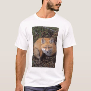 T-shirt renard roux, Vulpes vulpes, en couleurs d'automne
