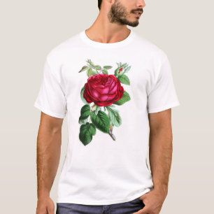 T-shirt Rose permanent hybride, Lord Napier