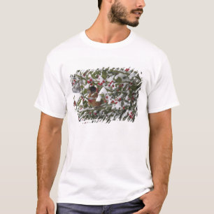 T-shirt rouge-gorge se réfugiant dans un houx après une ne