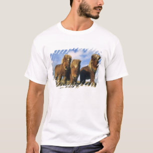 T-shirt Shetland Pony, îles Shetland continentales