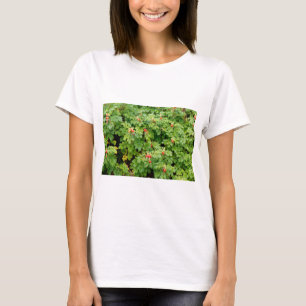 T-shirt Sitka Rose Bush avec beaucoup de roses rouges Gros