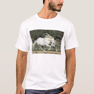 T-shirt Stallion andalou courant, PR