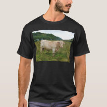 Taureau