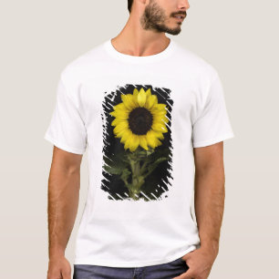 T-shirt Tournesol 11