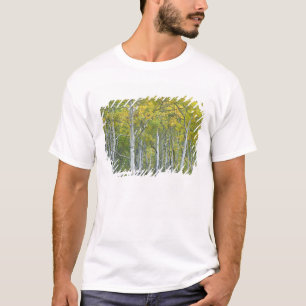 T-shirt Trembles d'automne dans le col McClure au Colorado