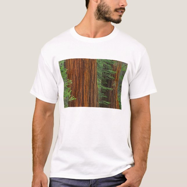 T-shirt Troncs géants de Sequoia en forêt, Yosemite (Devant)