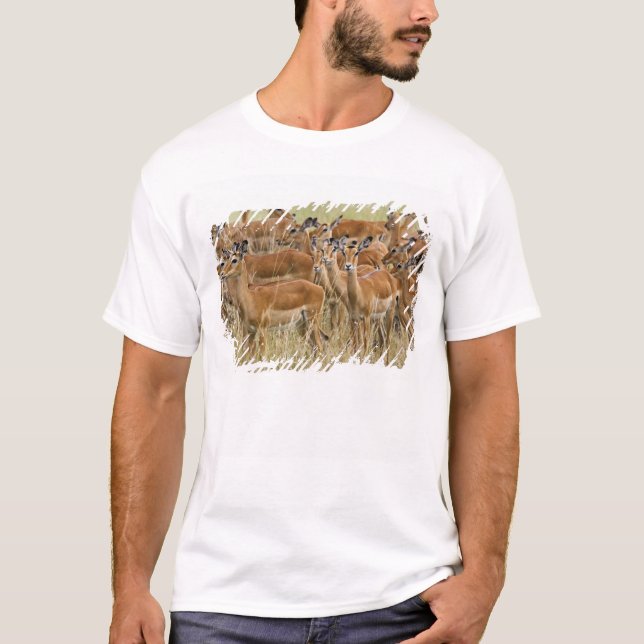 T-shirt Troupeau de femelle Impala, Masai Mara, Kenya. (Devant)