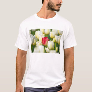 T-shirt Tulipe rouge dans un domaine des tulipes blanches