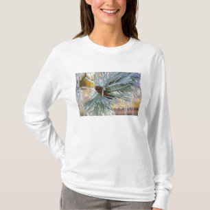 T-shirt USA, Oregon, Bend. Les aiguilles de pin ponderosa 