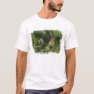 T-shirt USA, Oregon, Portland. Jaseur de cèdre mâle
