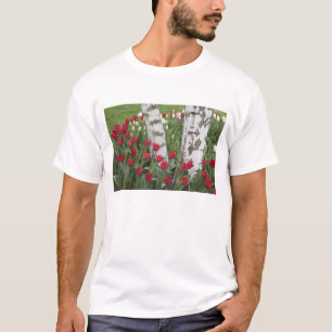 T-shirt WA, Skagit Valley, Roozengaarde Tulip Garden