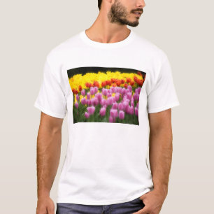 T-shirt WA, Skagit Valley, Roozengaarde Tulip Garden, 2