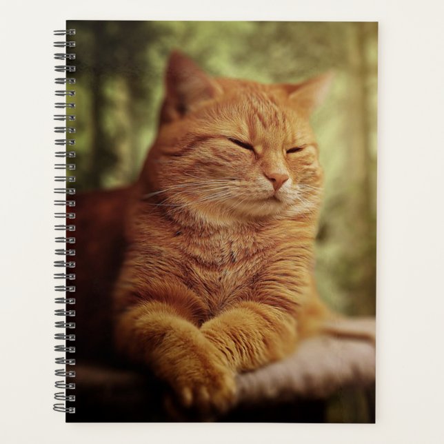Tabby (Devant)