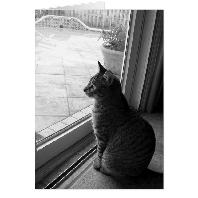 Tabby (Devant)