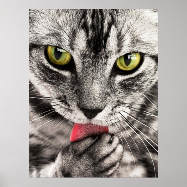 tabby-114782 tabby cat close up portrait feline an poster (Front)