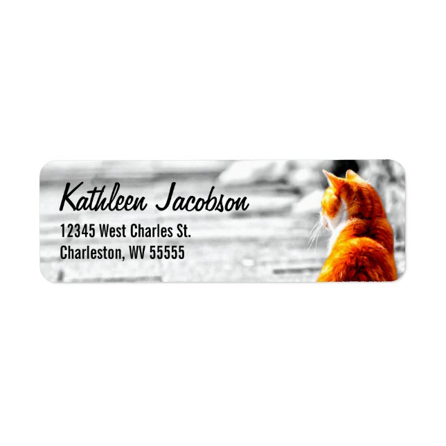 Tabby A-PAL Tinted Orange Tabby Peinture Personnal (Devant)