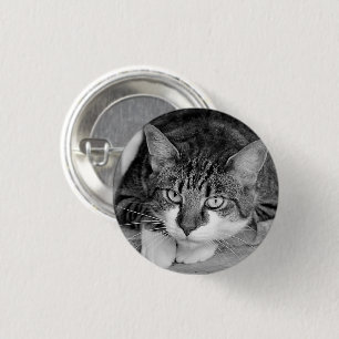 Tabby and White Cat Face 1 Inch Round Button