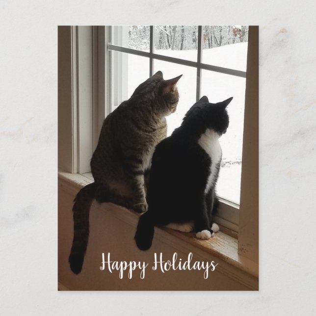 Tabby & Black and White Cats Window Postcard  (Front)