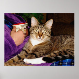 Tabby Break  Poster