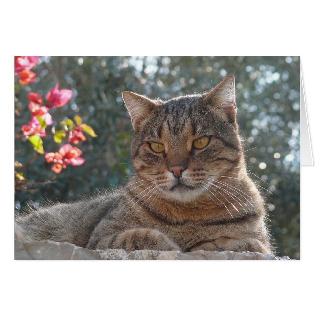 Tabby Cat (Front Horizontal)