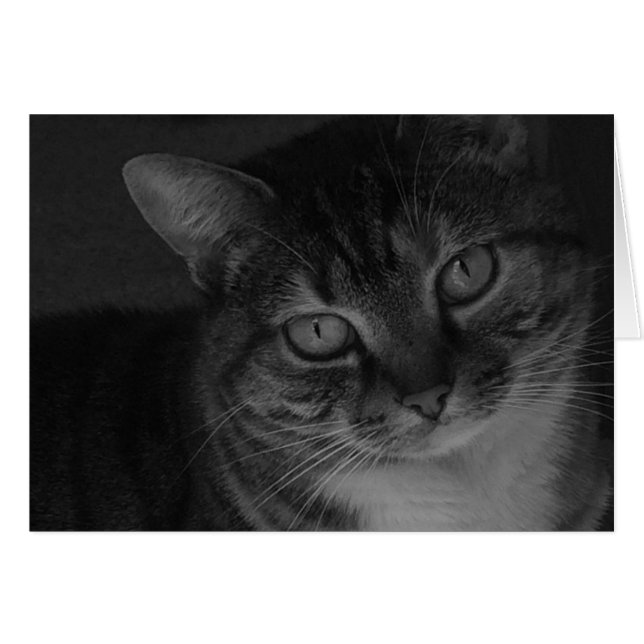 Tabby Cat (Front Horizontal)