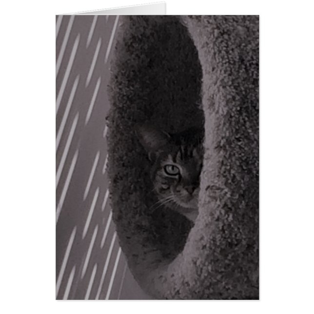 Tabby Cat (Front)