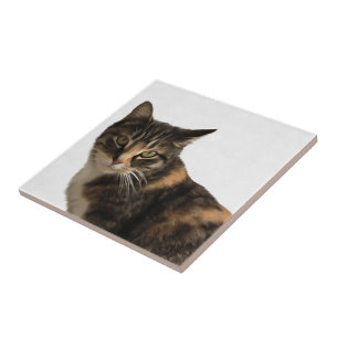 Tabby Cat Artistic Portrait On White Background Tile