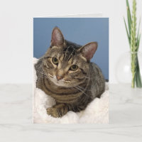 tabby cat birthday