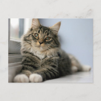 Tabby Cat by a Window Postcard