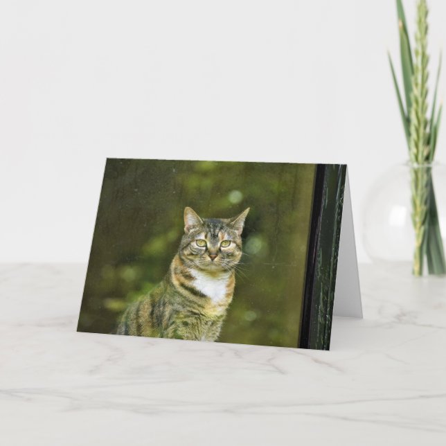 Tabby Cat, card (Front)
