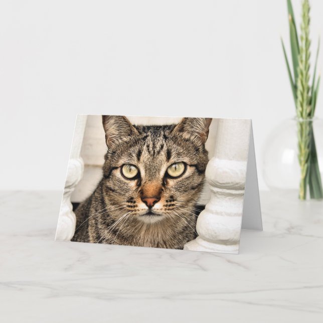 Tabby Cat Card (Front)