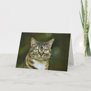 Tabby Cat, card