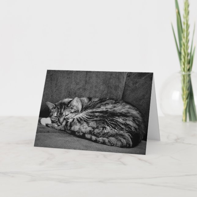 Tabby Cat, carte (Devant)
