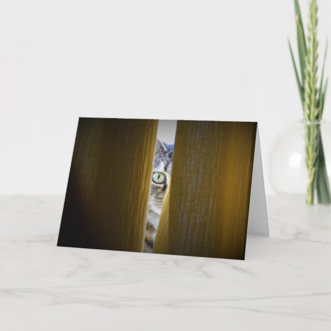 Tabby Cat, carte (Devant)