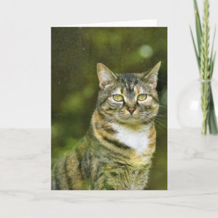 Tabby Cat, carte