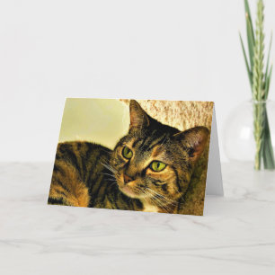 Tabby Cat, carte