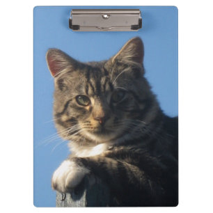 Tabby Cat - Clipboard