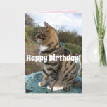 Tabby Cat Cute Striped Cats Happy Birthday Card<br><div class="desc">Tabby Cat Cute Striped Cats Birthday Card. Designed from one of my original photographs,  a must for all cat lovers!.</div>