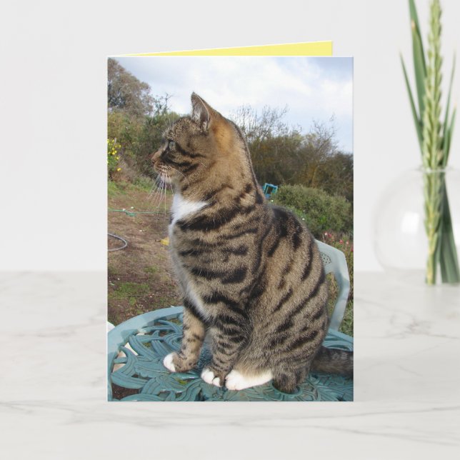 Tabby Cat Cute Strited Cats Carte Anniversaire (Devant)
