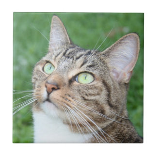 Tabby cat face tile