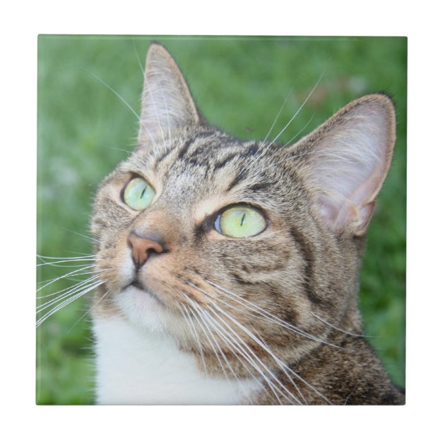 Tabby cat face tile (Front)