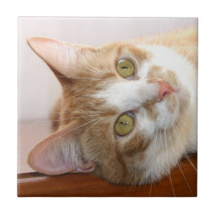 Tabby cat face tile